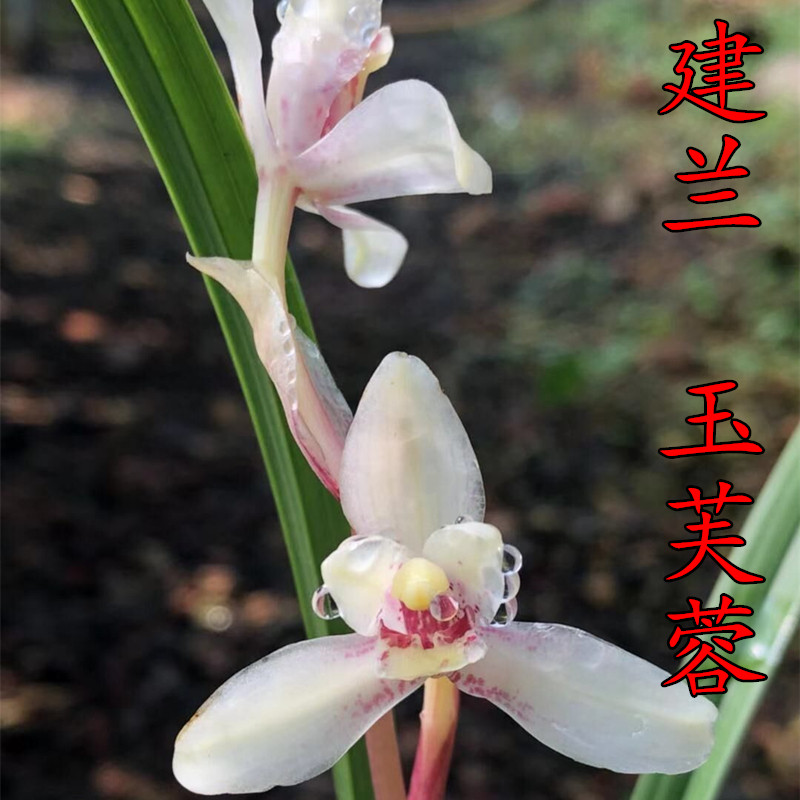 名贵兰花苗建兰四季兰玉芙蓉浓香好养兰花室内阳台客厅