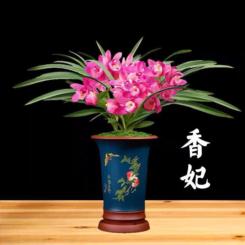兰花苗建兰四季兰香妃浓香