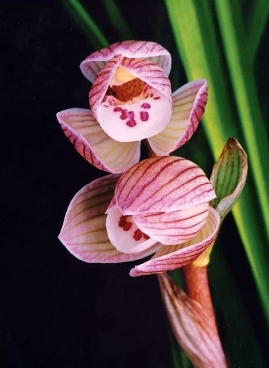 兰花苗莲瓣兰名品【丽江星荷】云南浓香阳台绿植花卉盆栽园艺