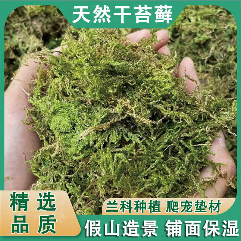 蝴蝶兰花专用土青苔天然干苔藓