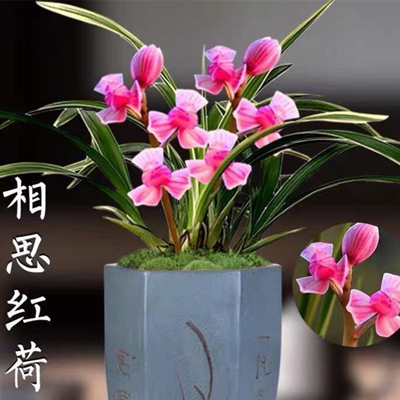 清仓价 金边兰花 特漂亮相思红荷 四季开花 净化空气室内兰花矮种