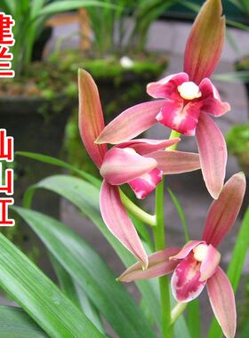 包邮兰花苗阳台花卉绿植浓香盆栽建兰仙山红漏风漏雨自然种植