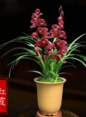 兰花苗建兰四季兰红霞浓香好养兰花室内阳台客厅盆栽