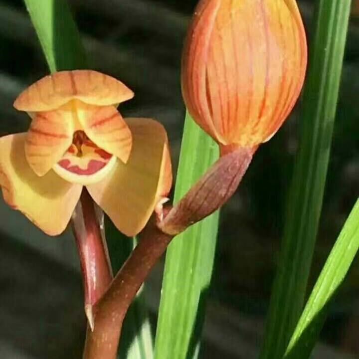 兰花苗阳台花卉绿植浓香盆栽莲瓣兰永昌金荷漏风漏雨自然种植