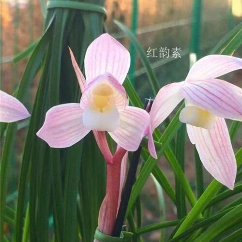云南老种铭品兰花苗莲瓣兰【红韵素】浓香型室内阳台绿植盆栽花卉