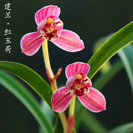 名贵兰花苗建兰四季兰红玉荷浓香好养兰花室内阳台客厅