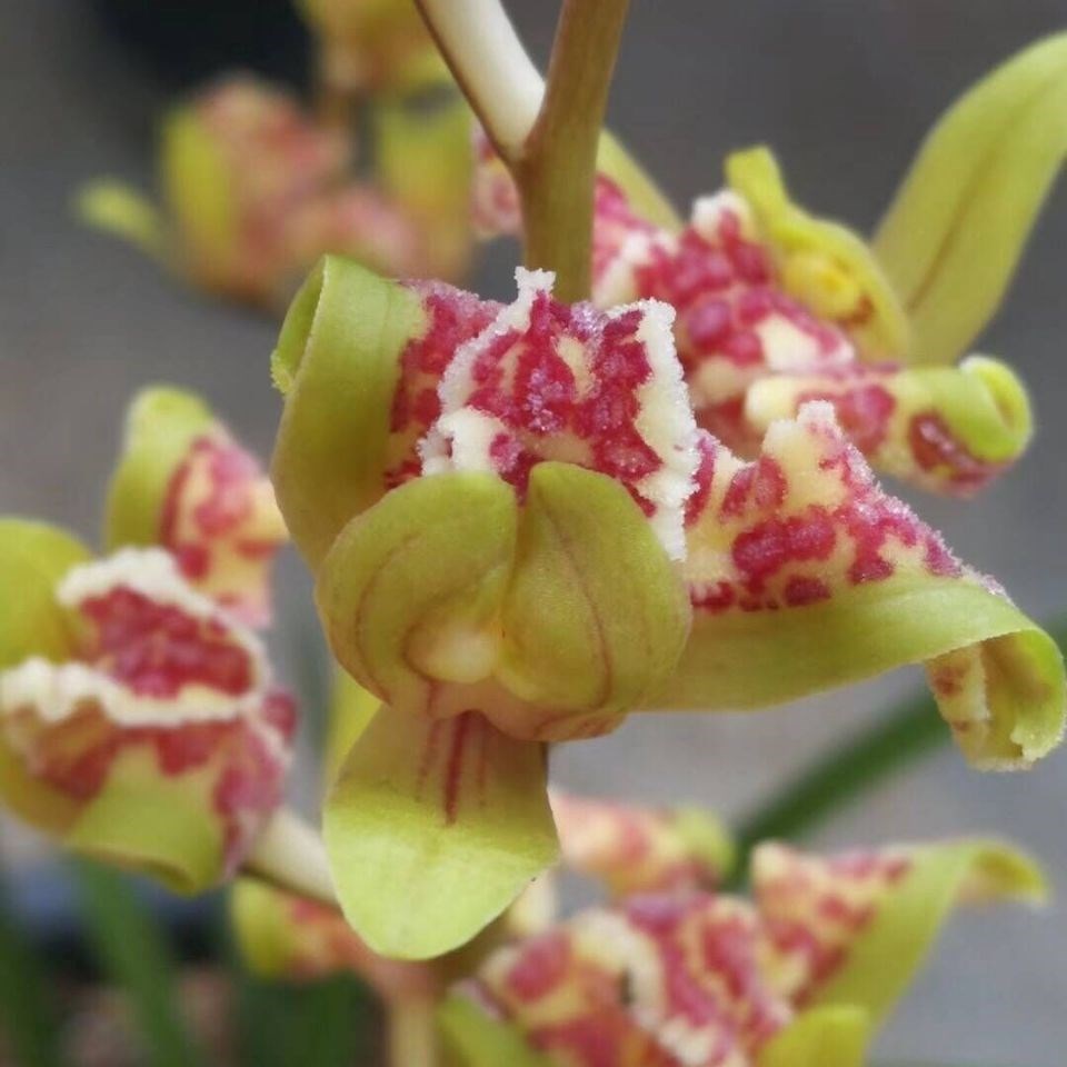 包邮 老种兰花苗客厅花卉阳台绿植盆栽浓香兰花 蕙兰【朝天牡丹】