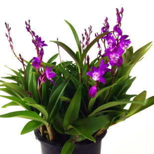 水培澳洲石斛兰花苗 香水石斛 浓香好养冬带花绿植盆栽花卉包邮