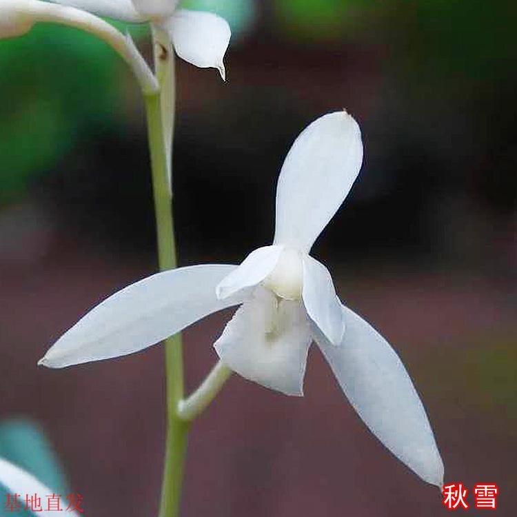 名贵兰花苗建兰四季兰秋雪浓香兰花室内阳台客厅