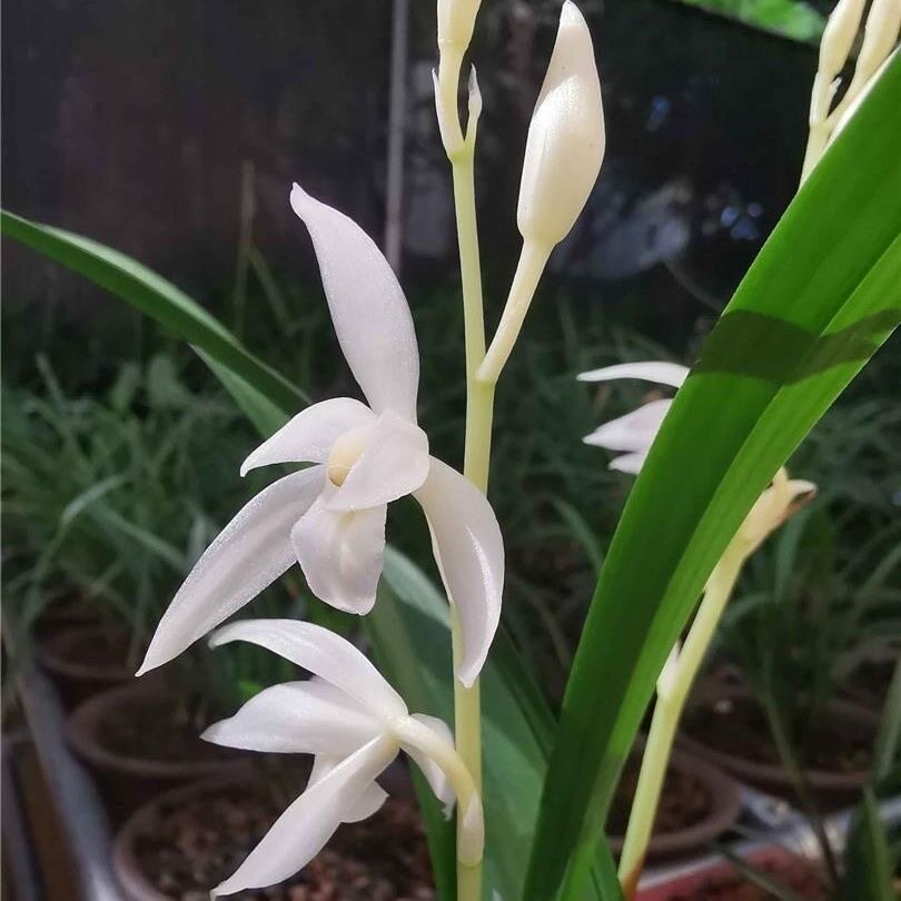 名贵兰花苗建兰四季兰漓江雪浓香兰花室内阳台客厅