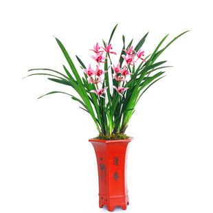 兰花苗红粉佳人浓香建兰四季兰台北小姐室内办公室桌花卉不带花苞