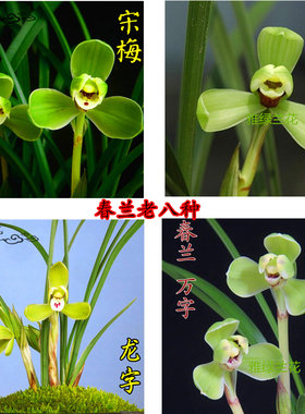 兰花苗春兰老八种宋梅集圆汪字龙字万字细叶兰花室内花卉好养盆栽