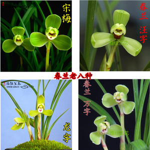 兰花苗春兰老八种宋梅集圆汪字龙字万字细叶兰花室内花卉好养盆栽