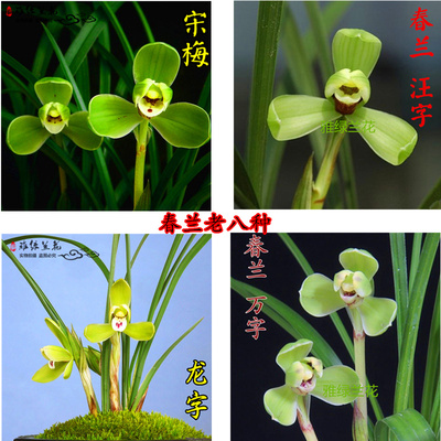 兰花苗春兰老八种宋梅集圆汪字龙字万字细叶兰花室内花卉好养盆栽