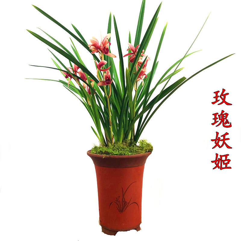 浓香型新款庭院苗建兰四季兰玫瑰妖姬兰花盆栽种子花卉观花客厅
