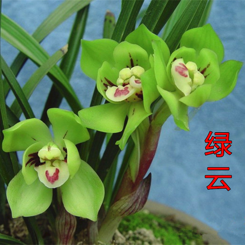 兰花苗春兰皇后绿云老种老八种名品室内花卉绿植盆栽