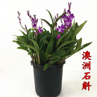 澳洲石斛兰花苗 香水石斛 浓香好养冬带花出售绿植盆栽花卉包邮