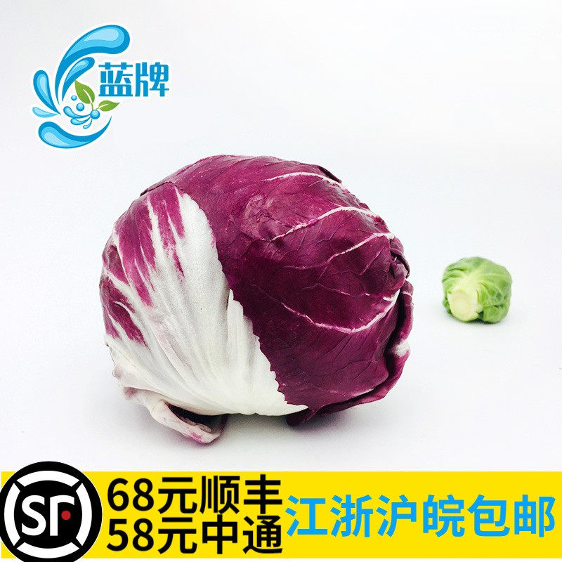 【蓝牌】 新鲜落地球 radicchio round红叶包菜落地球 红菊苣500g