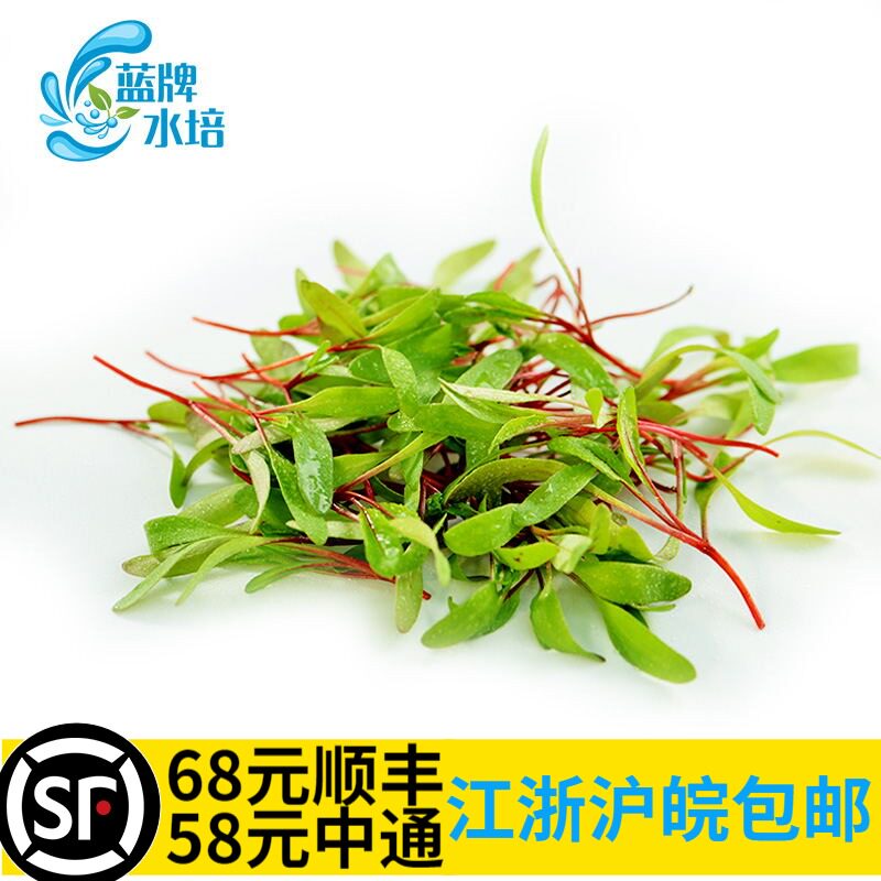 【蓝牌水培】新鲜红甜菜苗 牛皮菜 牛皮叶芽苗菜酒店装饰摆盘30g