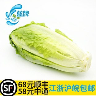 沙拉蔬菜500g 新鲜黄罗马生菜 蓝牌 包心罗马生菜 色拉菜