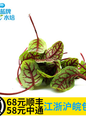 【蓝牌水培】新鲜酸模叶Red Sorrel 酸膜叶 红酸膜草摆盘60片