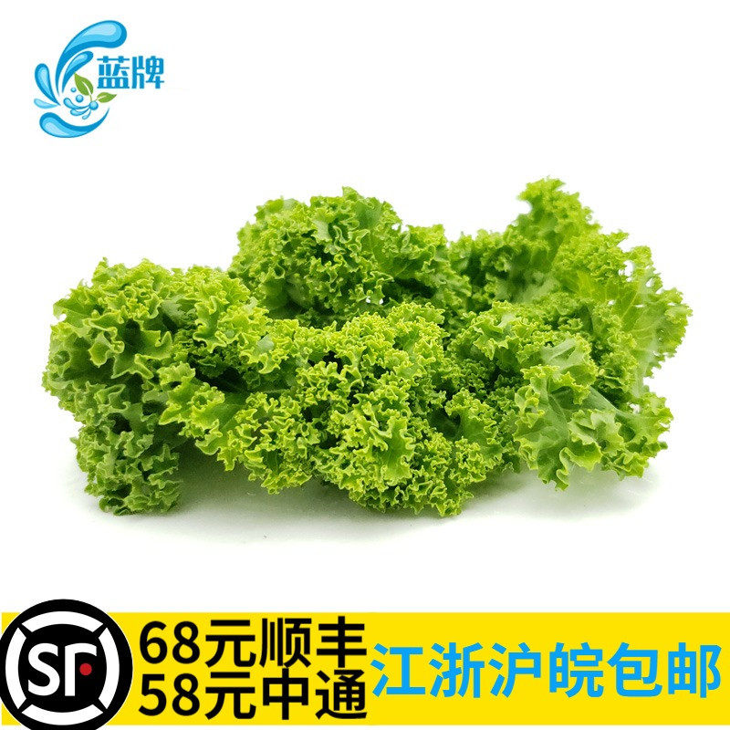 【蓝牌】新鲜 沙拉菜curly kale 羽衣甘蓝 叶杜丹500g