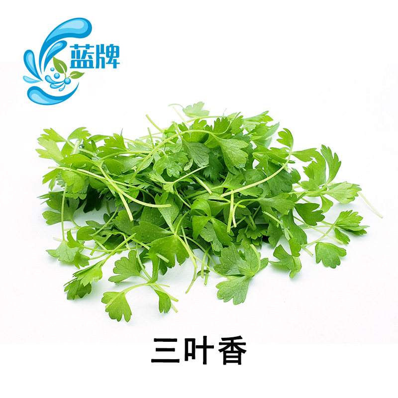 【蓝牌】新鲜三叶香 三叶香 香芹苗 芹菜苗 酒店装饰摆盘50g