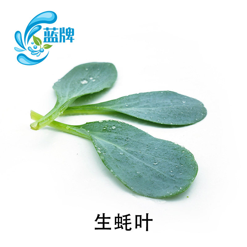【蓝牌】新鲜生蚝叶牡蛎叶10片 沙拉菜西餐餐饮