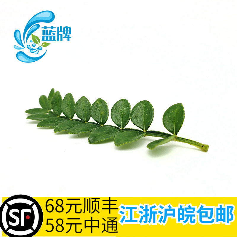 【蓝牌】新鲜胡椒木 香叶子 非清香木 日料西餐酒店摆盘装饰50枝