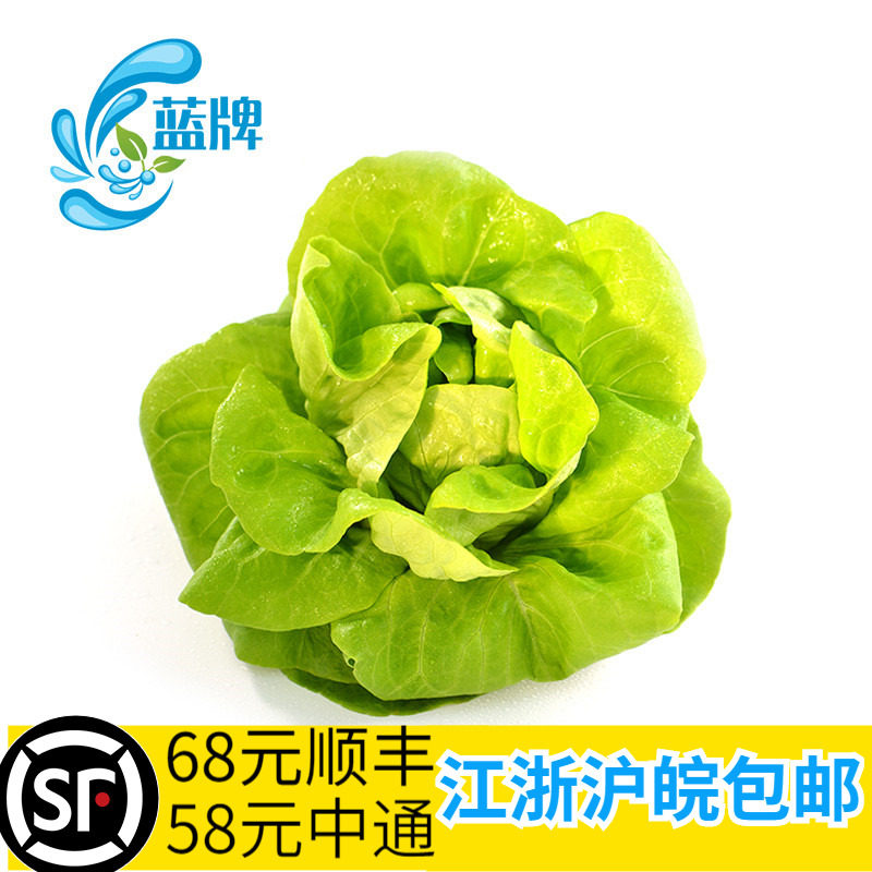 【蓝牌】新鲜奶油生菜butter head 蔬菜沙拉菜500g