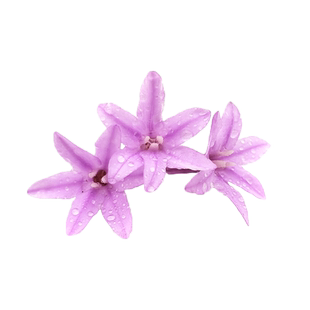 【蓝牌】新鲜星光璀璨花鲜花山蒜花繁星花西餐日料摆盘装饰40朵