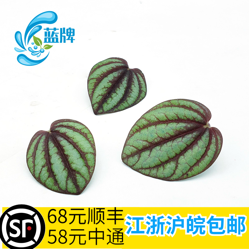 【蓝牌】新鲜西瓜皮椒草 日料 西餐 装饰摆盘 50片