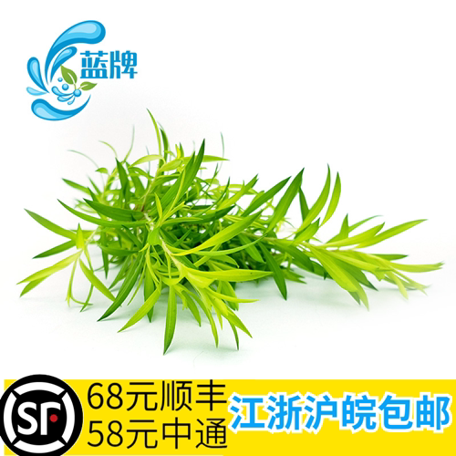 【蓝牌】新鲜黄金香柳西餐日料