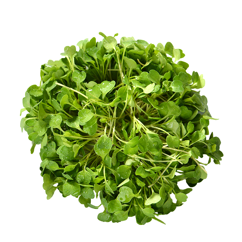 【蓝牌水培】新鲜苗苗食用芝麻菜