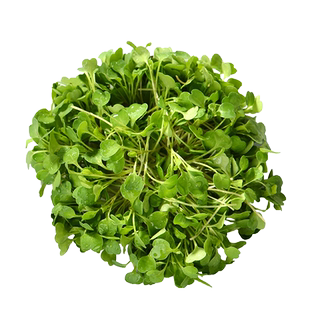 【蓝牌水培】新鲜芝麻菜苗 芝麻苗 食用苗芽baby Arugula摆盘30g
