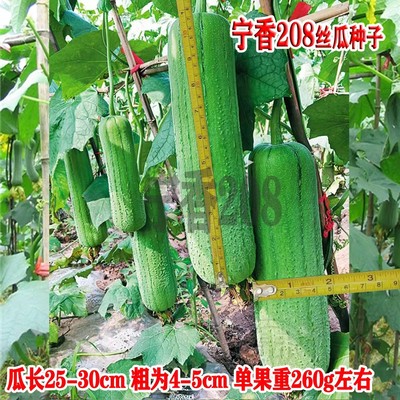 万邦宁香丝瓜种子早熟一代杂交种籽春夏季耐热农家田园蔬菜丝瓜子