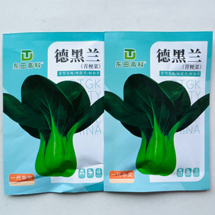 德黑兰青梗菜种子农家菜园春秋播种青菜种籽耐热耐运四季蔬菜种孑