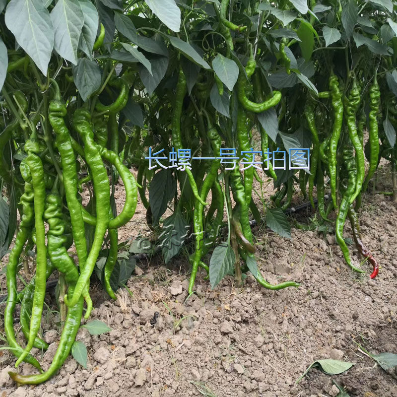 萧新长螺一号螺丝椒种子早熟皮薄四季蔬菜辣椒种籽丰产春秋季种植