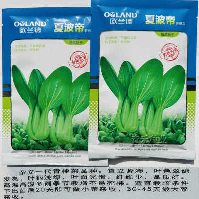 欧兰德夏波帝青梗菜种籽耐热耐雨农家南北四季阳台青菜蔬菜种孑子