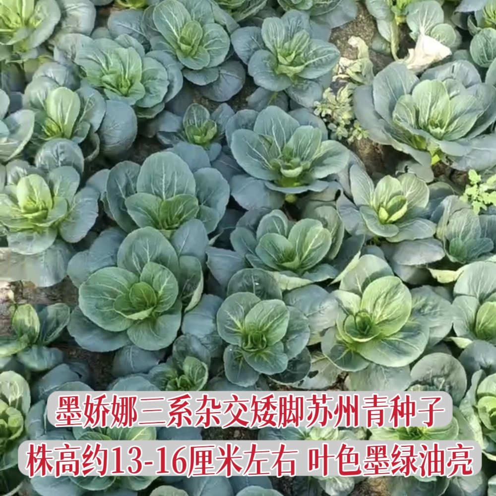 墨娇娜三系杂交矮脚苏州青种子耐寒抗病性强叶色墨黑油亮青菜种籽