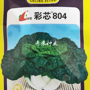 南京绿领彩芯804矮棵菜种子 冬季耐寒塌棵菜绿叶黄心四季蔬菜种籽