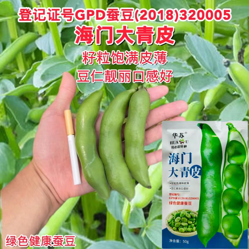 华苏海门大青皮蚕豆种籽皮薄大粒高产蔬菜种孑农家南北胡豆子秋播