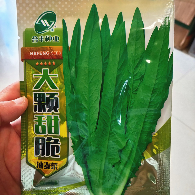油麦菜种子甜脆大颗凤尾菜种籽孑图片