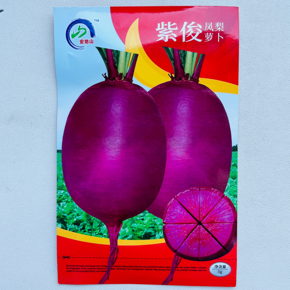 紫俊凤梨萝卜种子紫皮紫肉水果萝卜种籽肉质细密不易糠心罗卜种孑