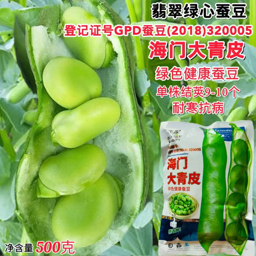 海门大青皮蚕豆种子农家秋播耐寒胡豆兰花豆种籽丰产抗病蔬菜种孑