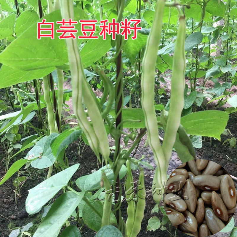 芸豆种籽白芸豆四季豆蔬菜种孑农家大田扁圆豆角种子春季秋季菜豆