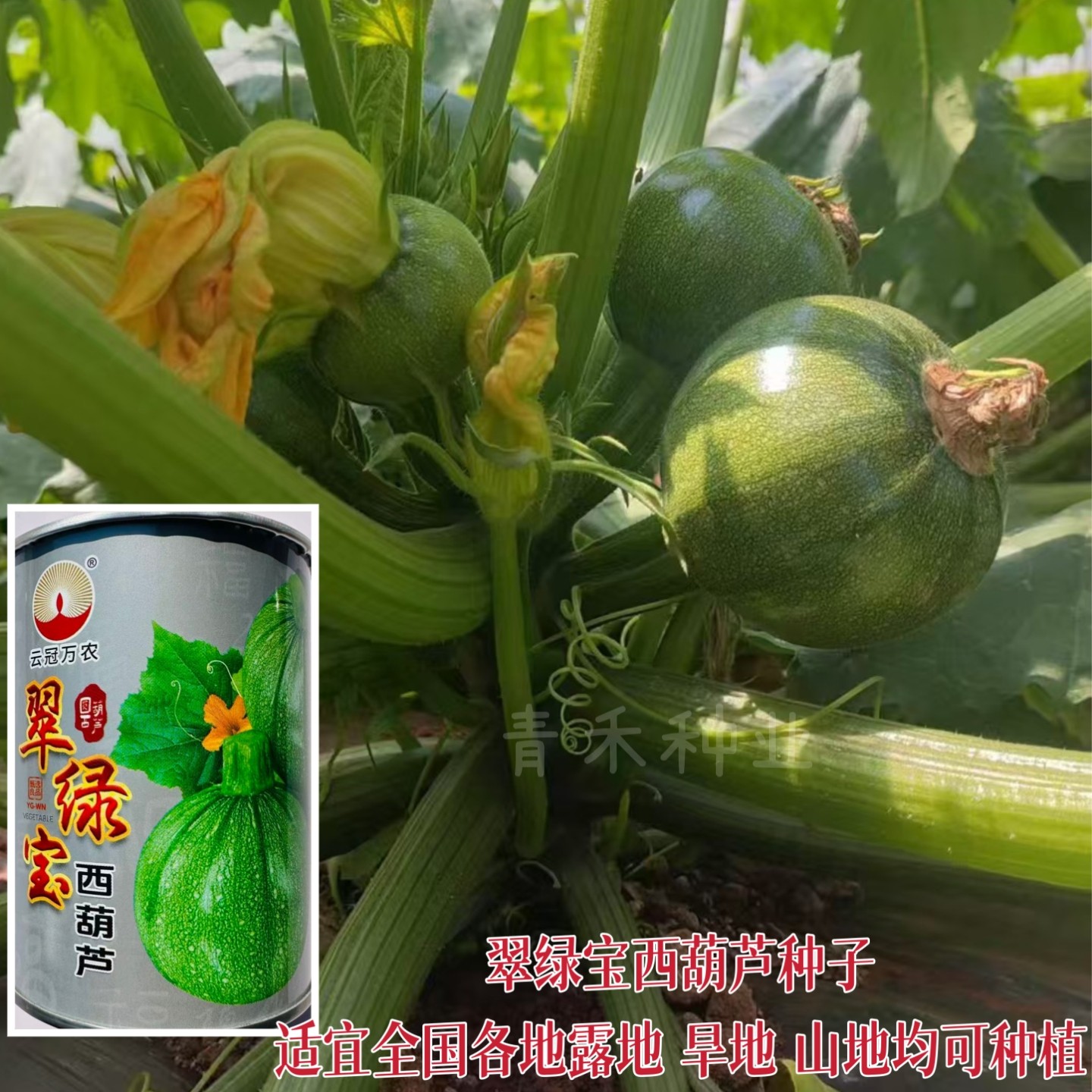 翠绿宝西葫芦种子高档无蔓圆葫芦瓜种籽丰产耐白粉病圆瓜蔬菜种孑