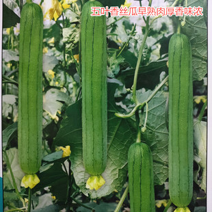 速生五叶香丝瓜种籽春夏田园早熟高产爬藤碧玉汤不黑丝瓜蔬菜种子