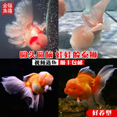 娃娃脸进口百褶裙泰狮精品红白金鱼活鱼活体f1好养包活国粹淡水鱼