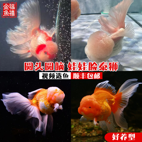金鱼金鱼淡水鱼好养福禧娃娃脸